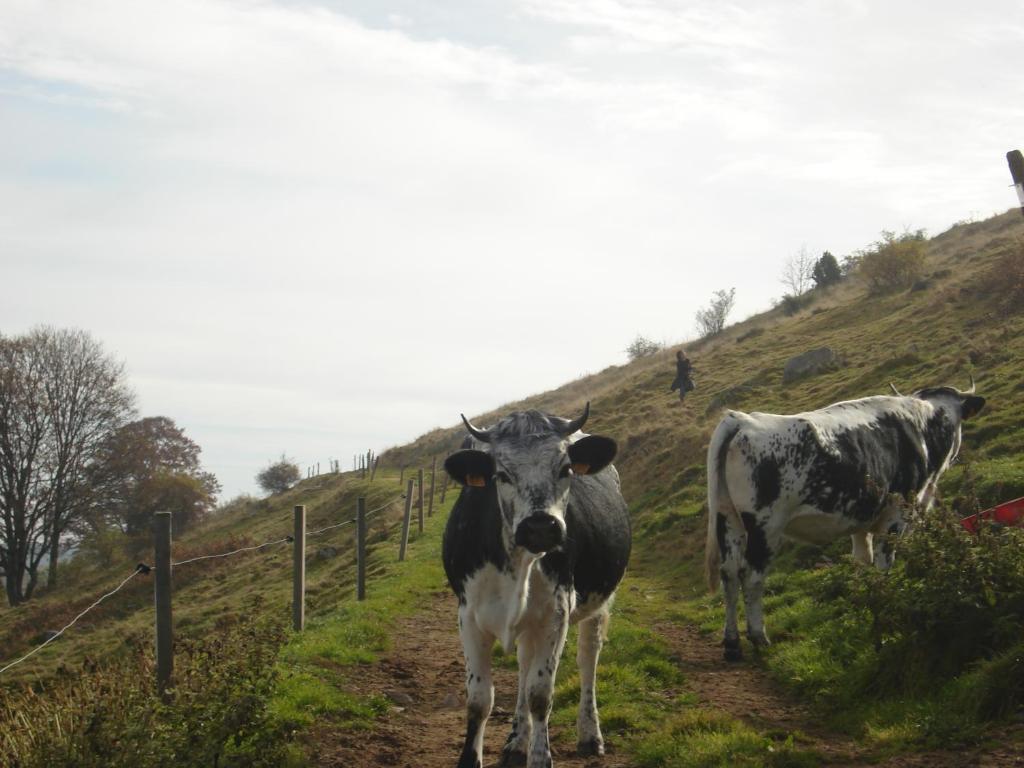 Gite Henry Orbey Esterno foto